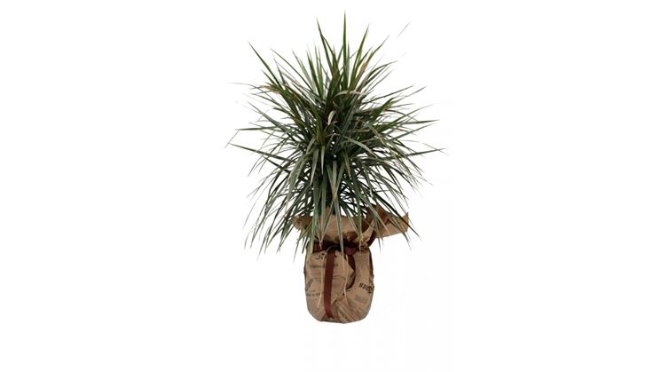 dracena da regalo