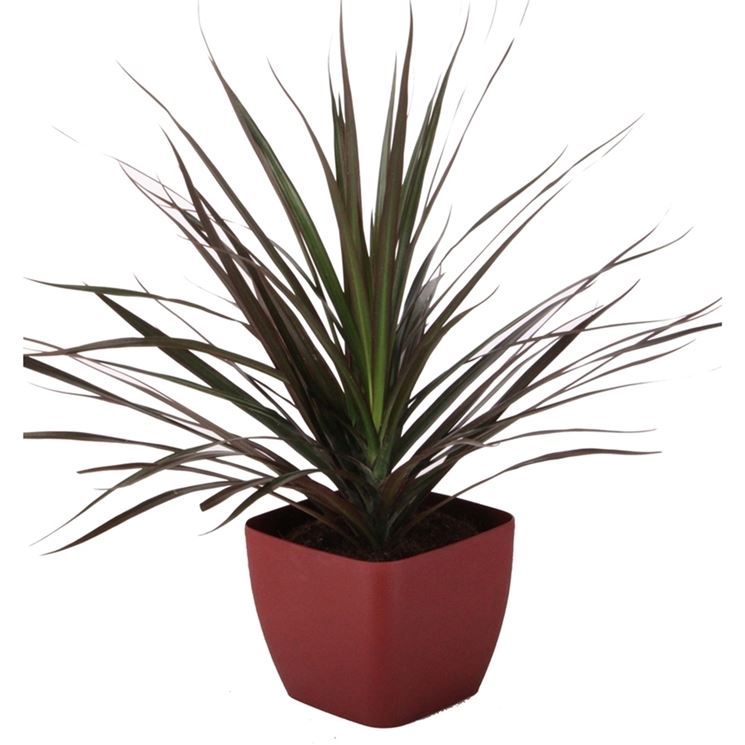 vaso di dracena