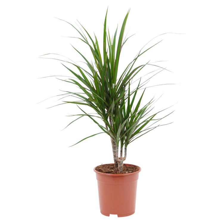 dracena