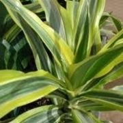 Dracaena