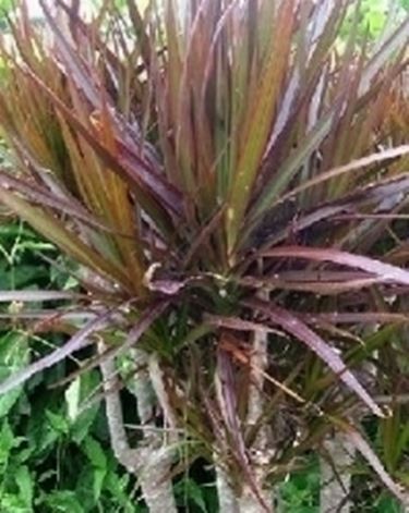 Dracena