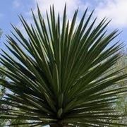 Yucca