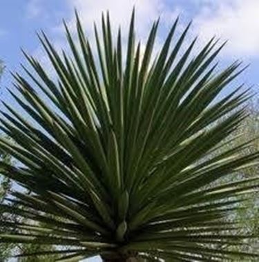 Yucca