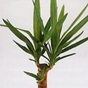 yucca