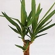 Pianta Yucca Elephantipes 70-80 Cm - Albero Sempreverde Da Interno In Vaso 17 Cm, Facile Da Curare