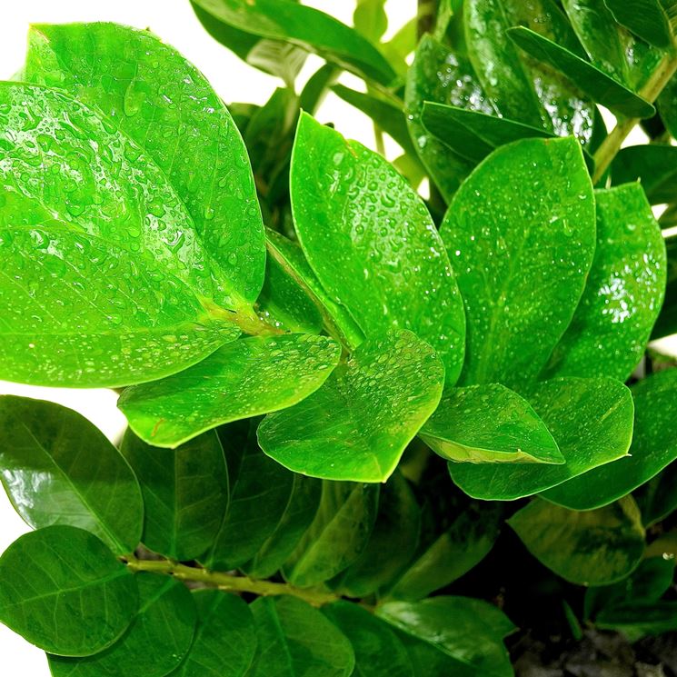 foglie zamioculcas