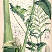decorum pianta