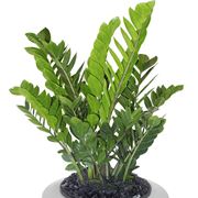 zamia pianta