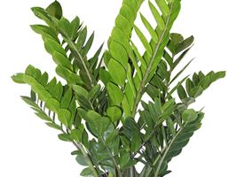 Zamioculcas sofferente