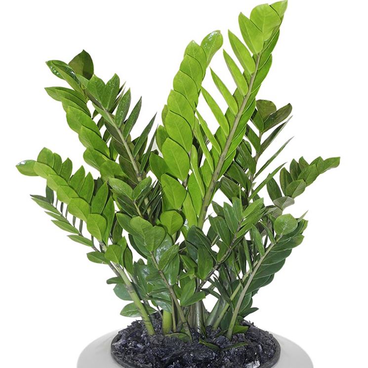 Zamioculcas