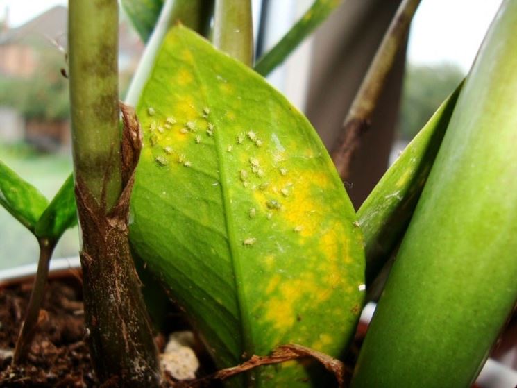 zamioculcas afidi