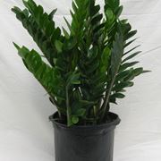 zamioculcas prezzo