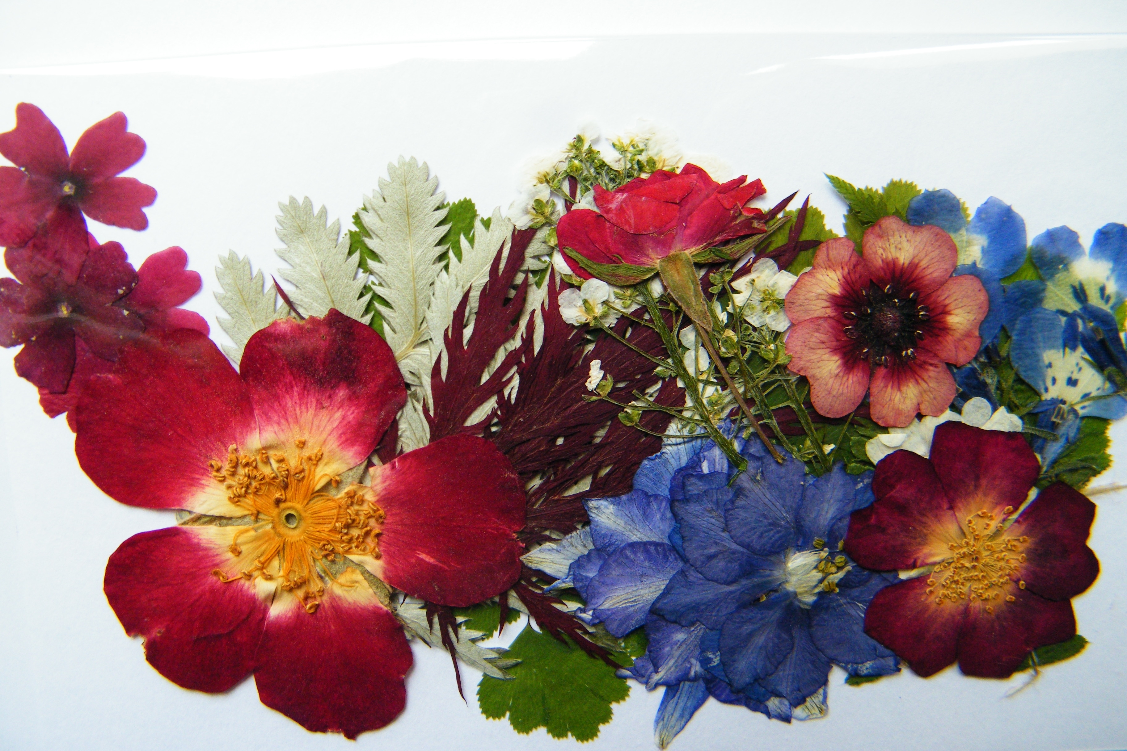 Decorazioni Floreali Fiori Secchi Pressati Ulikey Fiori Secchi Naturali Fiori Secchi per Resina Mix di Fiori Naturali per Fai da Te Fatti a Mano Blu Album di Ritagli Naturali Pressati Fiori 