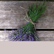 fiori secchi di lavanda