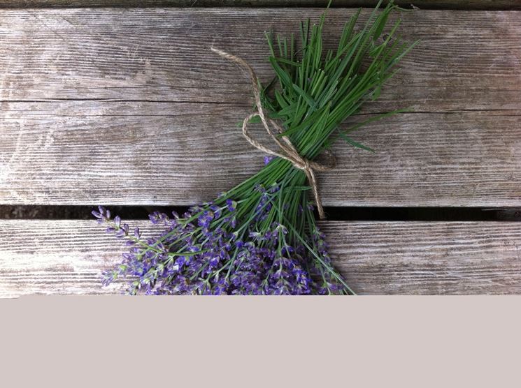 fiori secchi di lavanda