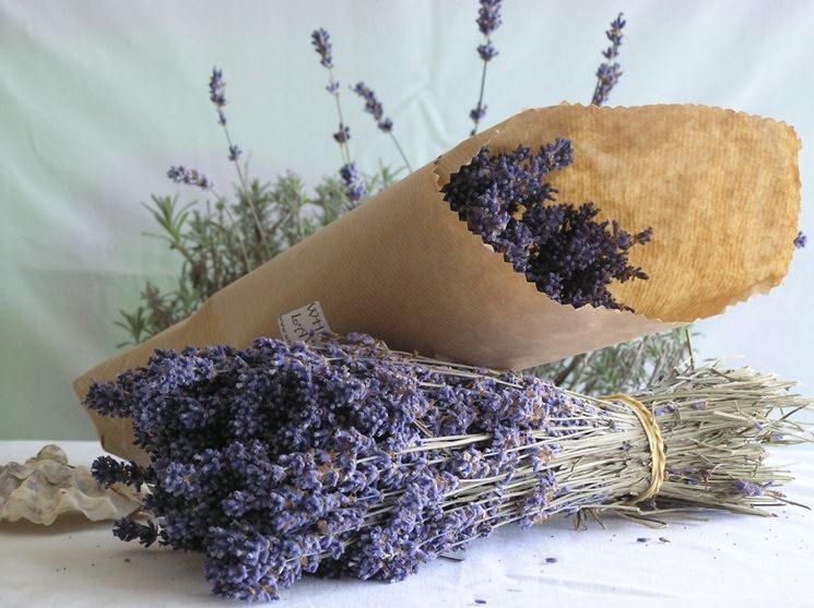 Fiori di lavanda secchi - Fiori secchi - Come utilizzare i fiori di lavanda  secchi