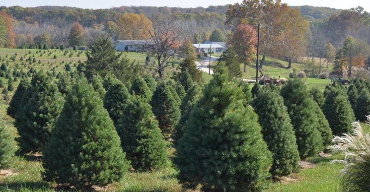 albero di natale dopo natale