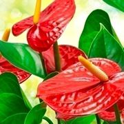 anthurium