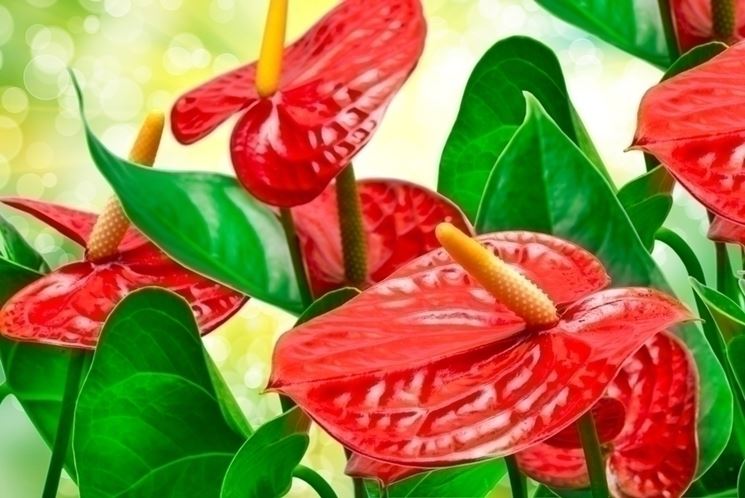 anthurium