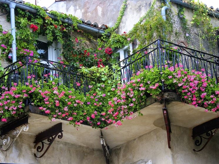 gerani su balcone