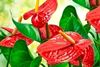 anthurium