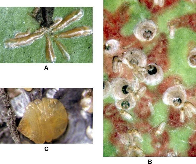 Ingrandimenti di cocciniglie