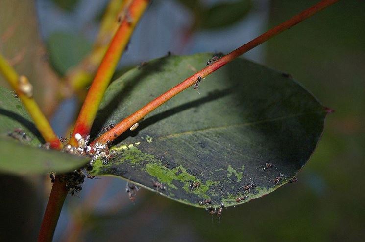 Un attacco di cocciniglie