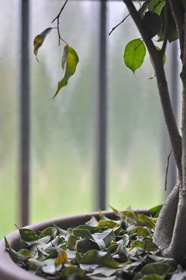 ficus benjamin con foglie cadenti