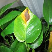 zamioculcas pianta