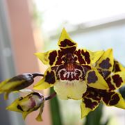 Fiore di orchidea cambria