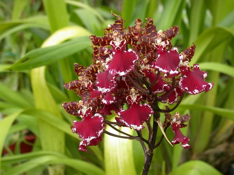 Orchidea cambria rossa