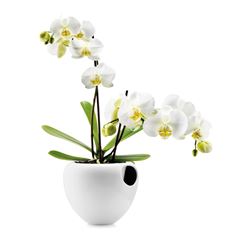 orchidee