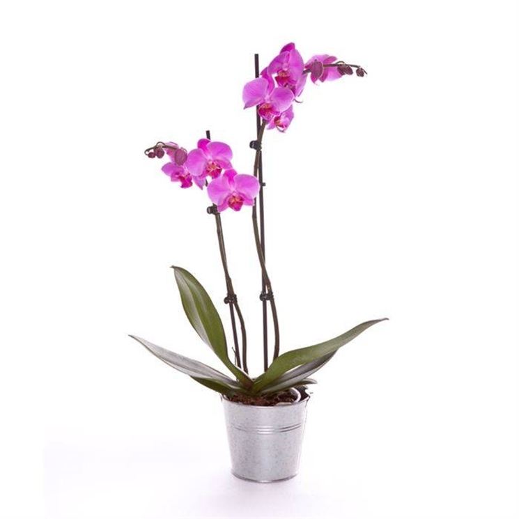 Come coltivare le orchidee Orchidee Come coltivare le orchidee e