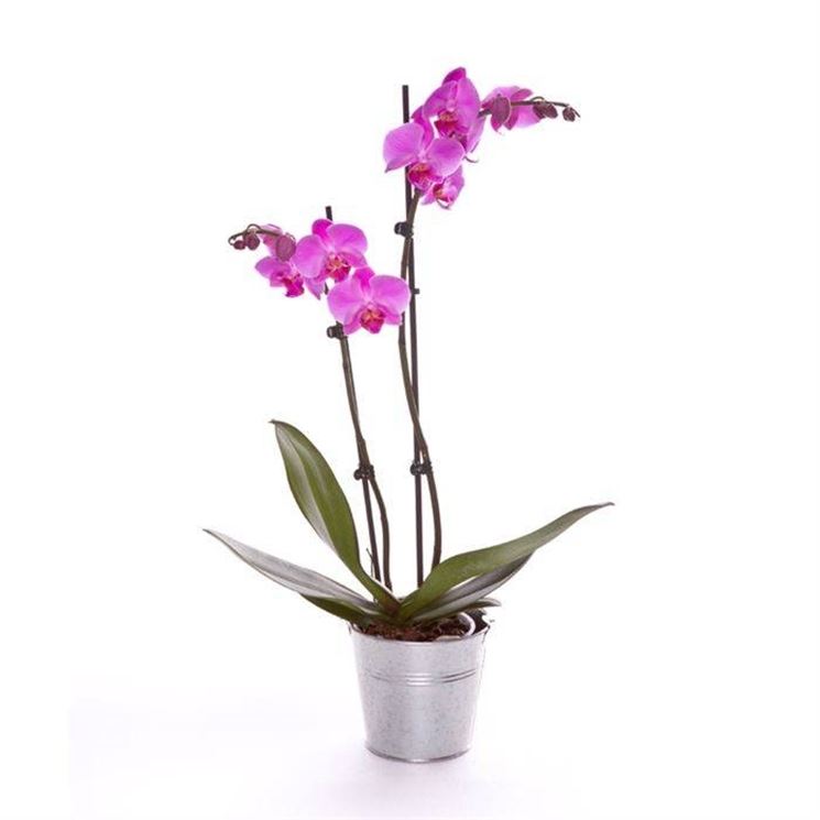 orchidea Phalaenopsis