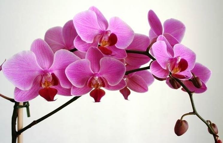 fiori di orchidea