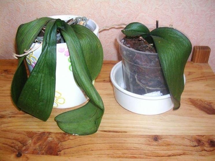 Come coltivare le orchidee Orchidee Come coltivare le orchidee e