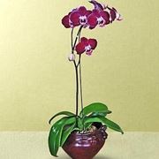Orchidea keiki