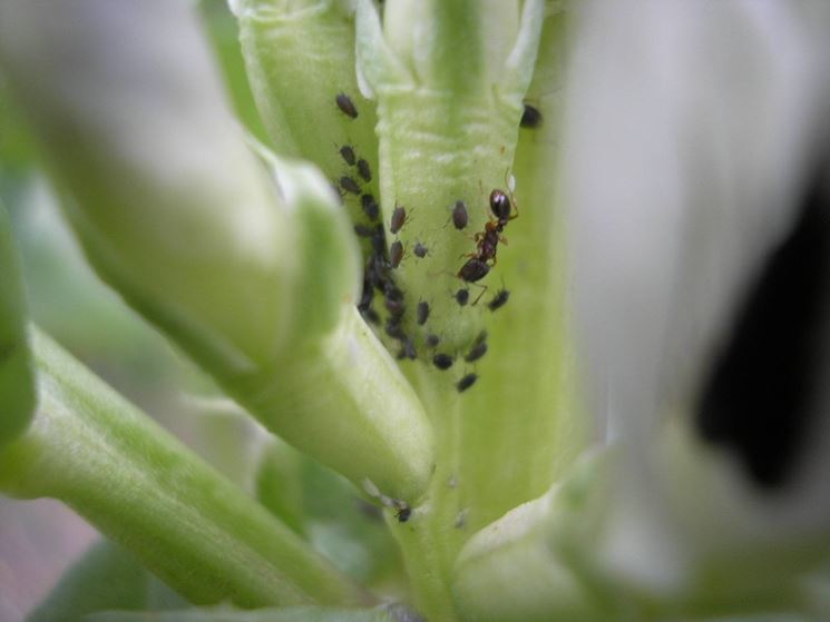 Orchieda colpida da fastidiosi Afidi