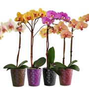 Variet di Orchidea Phalaenopsis