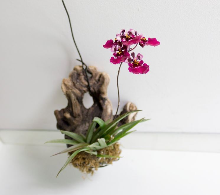 Orchidee in serra