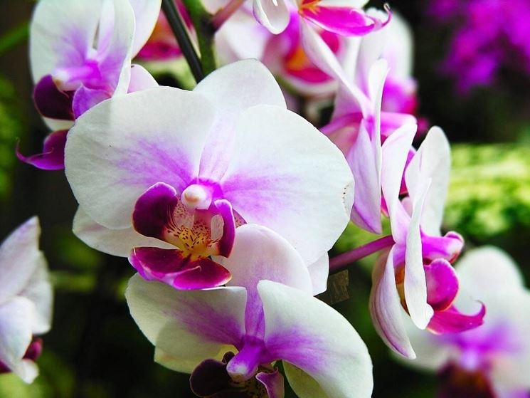 fiori orchidea