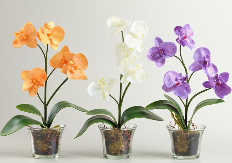 Concimare le orchidee: quando e qual è il miglior concime