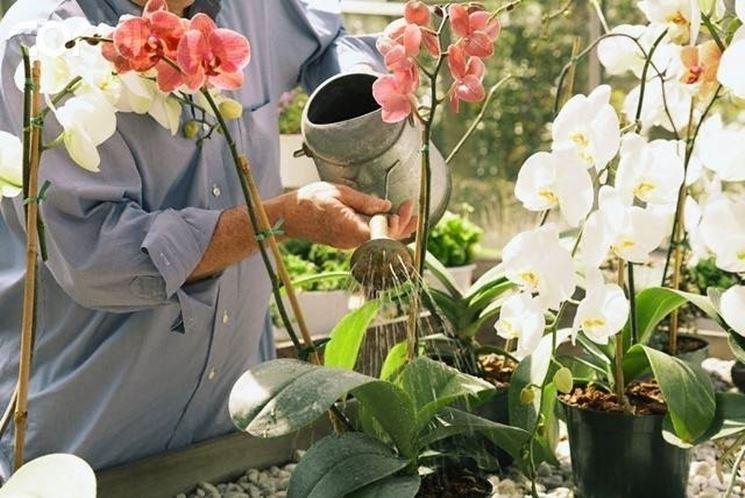 La corretta irrigazione delle orchidee