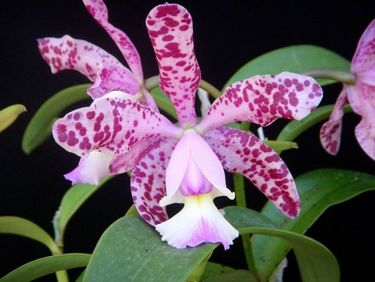 Varietà di orchidea
