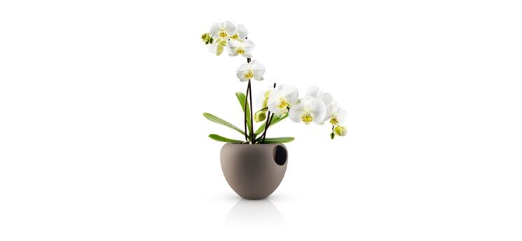 Orchidee in vaso