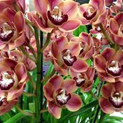 Cymbidium fioritura