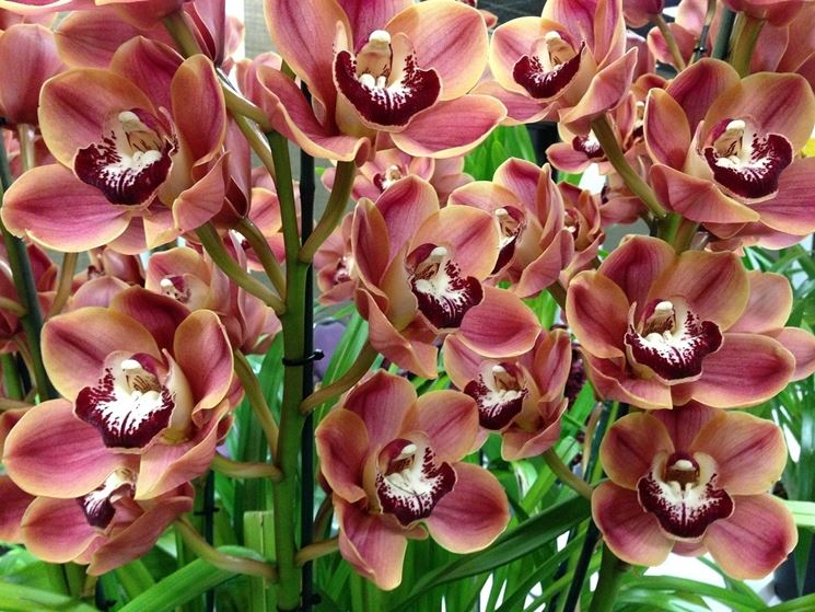 Cymbidium fioritura