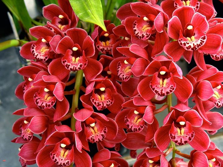 Cymbidium colore