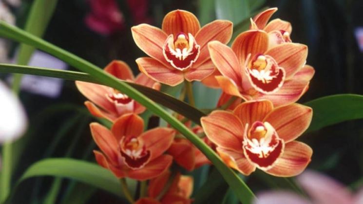 Cymbidium fiore