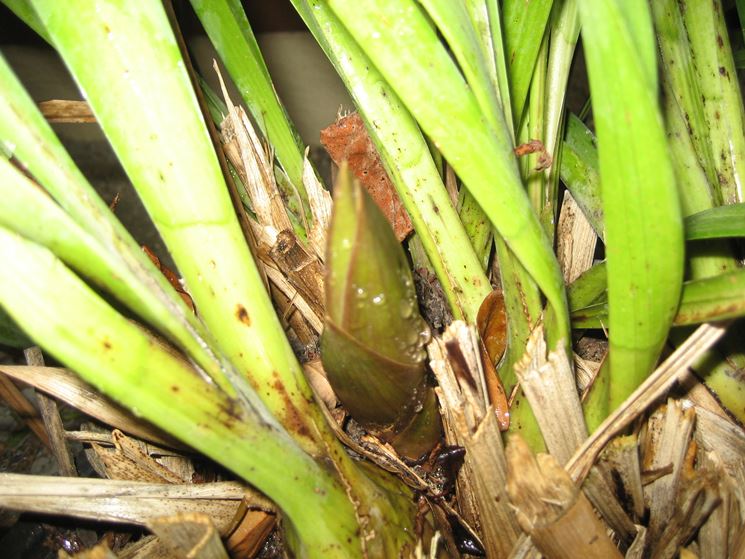 Germoglio Cymbidium